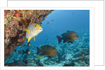Snapper and Sweetlips in Coral Reef, Maldives by Anonymous
