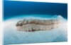 Anax Sea Cucumber (Thelenota anax) by Anonymous