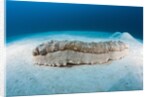 Anax Sea Cucumber (Thelenota anax) by Anonymous