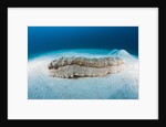 Anax Sea Cucumber (Thelenota anax) by Anonymous