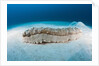 Anax Sea Cucumber (Thelenota anax) by Anonymous