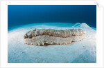 Anax Sea Cucumber (Thelenota anax) by Anonymous