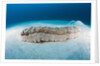 Anax Sea Cucumber (Thelenota anax) by Anonymous