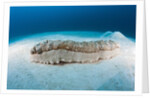 Anax Sea Cucumber (Thelenota anax) by Anonymous