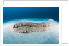 Anax Sea Cucumber (Thelenota anax) by Anonymous