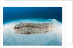 Anax Sea Cucumber (Thelenota anax) by Anonymous