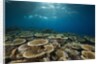 Table Corals (Acropora) by Anonymous