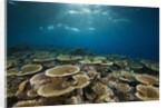 Table Corals (Acropora) by Anonymous