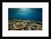 Table Corals (Acropora) by Anonymous