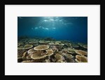 Table Corals (Acropora) by Anonymous