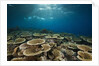 Table Corals (Acropora) by Anonymous