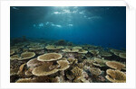 Table Corals (Acropora) by Anonymous