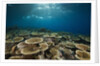 Table Corals (Acropora) by Anonymous
