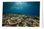 Table Corals (Acropora) by Anonymous