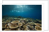 Table Corals (Acropora) by Anonymous