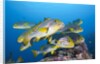 Oriental Sweetlips (Plectorhinchus vittatus) by Anonymous