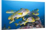 Oriental Sweetlips (Plectorhinchus vittatus) by Anonymous