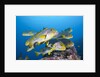 Oriental Sweetlips (Plectorhinchus vittatus) by Anonymous