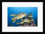 Oriental Sweetlips (Plectorhinchus vittatus) by Anonymous
