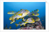Oriental Sweetlips (Plectorhinchus vittatus) by Anonymous