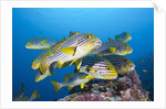 Oriental Sweetlips (Plectorhinchus vittatus) by Anonymous