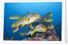 Oriental Sweetlips (Plectorhinchus vittatus) by Anonymous