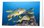 Oriental Sweetlips (Plectorhinchus vittatus) by Anonymous