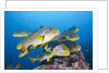 Oriental Sweetlips (Plectorhinchus vittatus) by Anonymous