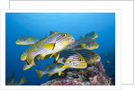 Oriental Sweetlips (Plectorhinchus vittatus) by Anonymous