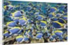 Powder Blue Tang (Acanthurus leucosternon) by Anonymous