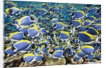 Powder Blue Tang (Acanthurus leucosternon) by Anonymous