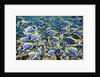 Powder Blue Tang (Acanthurus leucosternon) by Anonymous