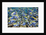 Powder Blue Tang (Acanthurus leucosternon) by Anonymous