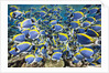 Powder Blue Tang (Acanthurus leucosternon) by Anonymous