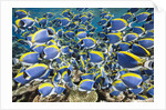 Powder Blue Tang (Acanthurus leucosternon) by Anonymous