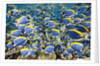 Powder Blue Tang (Acanthurus leucosternon) by Anonymous