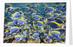Powder Blue Tang (Acanthurus leucosternon) by Anonymous