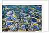 Powder Blue Tang (Acanthurus leucosternon) by Anonymous