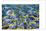 Powder Blue Tang (Acanthurus leucosternon) by Anonymous