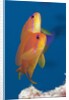 Lyretail Anthias (Pseudanthias squamipinnis) by Anonymous
