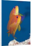 Lyretail Anthias (Pseudanthias squamipinnis) by Anonymous
