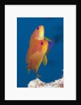 Lyretail Anthias (Pseudanthias squamipinnis) by Anonymous