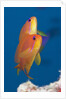 Lyretail Anthias (Pseudanthias squamipinnis) by Anonymous