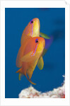 Lyretail Anthias (Pseudanthias squamipinnis) by Anonymous