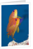Lyretail Anthias (Pseudanthias squamipinnis) by Anonymous