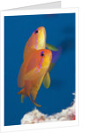 Lyretail Anthias (Pseudanthias squamipinnis) by Anonymous