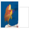 Lyretail Anthias (Pseudanthias squamipinnis) by Anonymous