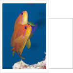 Lyretail Anthias (Pseudanthias squamipinnis) by Anonymous