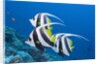 Pennant Bannerfish (Heniochus diphreutes) by Anonymous