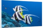 Pennant Bannerfish (Heniochus diphreutes) by Anonymous